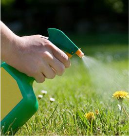 Lawn and Garden Weed Spraying Services