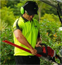 Hedge Trimming & Topiary