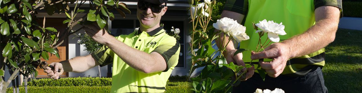 Hedging & Pruning banner