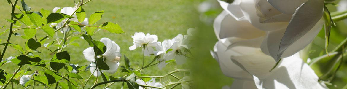 Commercial Garden Maintenance