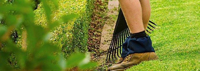 Leaf and Debris Removal
