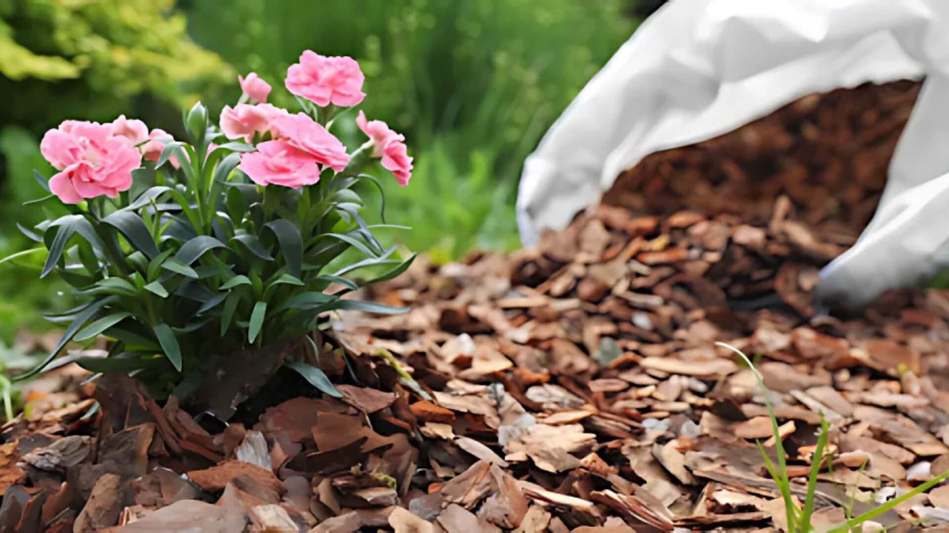 Plant Growth and Maintenance