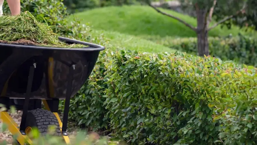 Garden Clean-Up and Waste Removal Services Near You: Clearing the Way for Fresh Starts